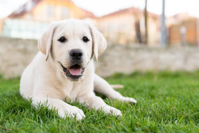 ⁦Light Creamy Color Labrador Puppies⁩ - الصورة ⁦2⁩