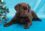 Chocolate Labrador Puppies - الصورة 4