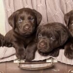 Chocolate Labrador Puppies