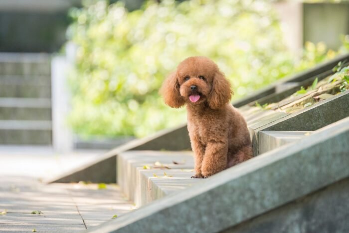 ⁦Poodle⁩ - الصورة ⁦1⁩