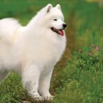 Samoyed Puppies