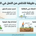 أفضل طريقة للتخلص من النمل في المنزل