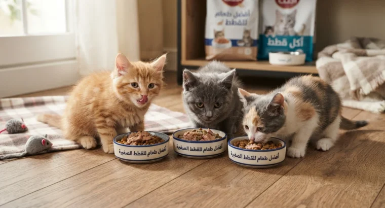 أفضل طعام للقطط الصغيرة